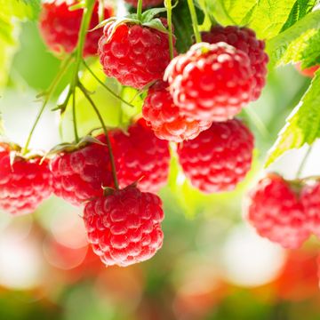 Rubus idaeus 'Ottawa'