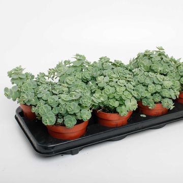 Sedum sieboldii