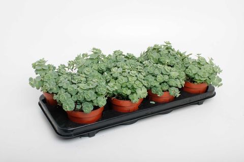 Sedum sieboldii