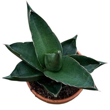 Sansevieria 'Opera House'
