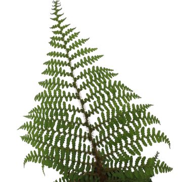 Cyathea tomentosissima 'Highland Lace'