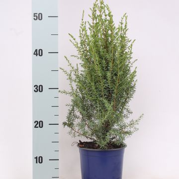 Juniperus communis 'Arnold'