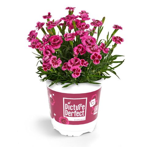 Dianthus PICTURE PERFECT