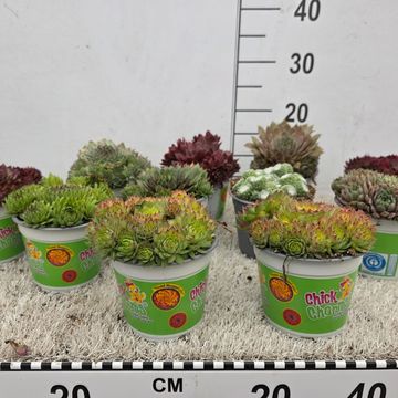 Sempervivum CHICK CHARMS MIX