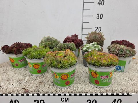 Sempervivum CHICK CHARMS MIX