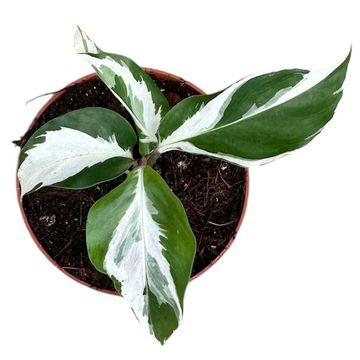Calathea 'White Fusion'
