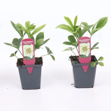 Helleborus orientalis 'White Spotted'