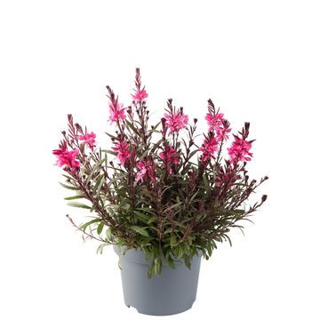 Gaura lindheimeri GAUDI ROSE
