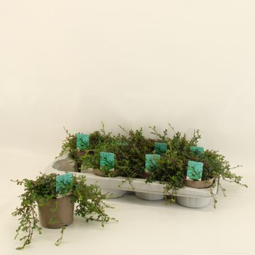 Selaginella 'Peacock'