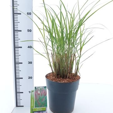 Miscanthus sinensis 'Red Chief'