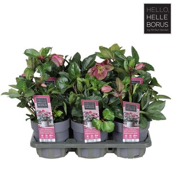 Helleborus Red December