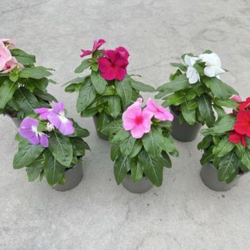 Catharanthus roseus MIX