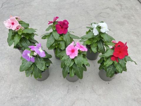Catharanthus roseus MIX