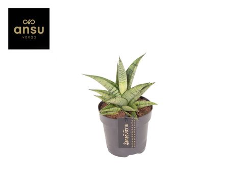 Sansevieria 'Star Mini Marble No.2'