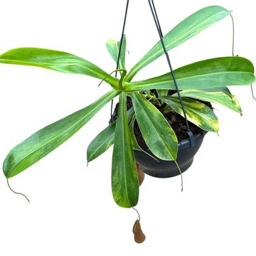 Nepenthes alata 'Aurea'