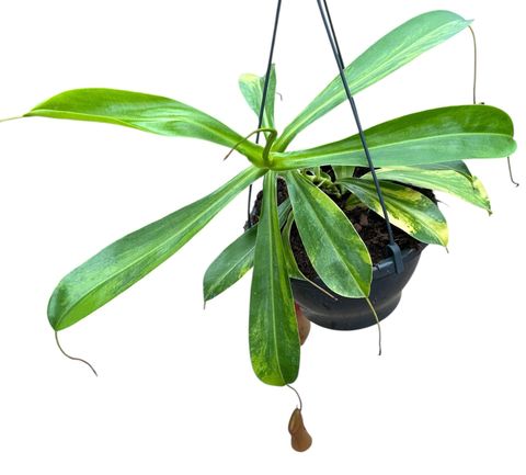 Nepenthes alata 'Aurea'
