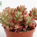 Sedum x rubrotinctum 'Aurora'