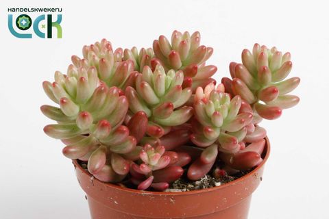 Sedum x rubrotinctum 'Aurora'