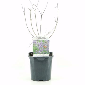 Vitex agnus-castus