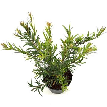 Callistemon citrinus 'Splendens'