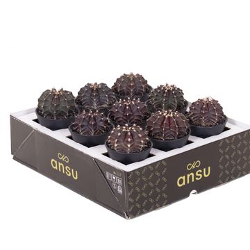 Gymnocalycium PURPLE BLACK