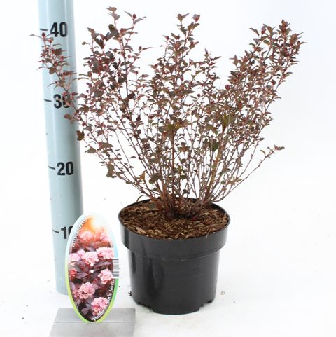 Physocarpus opulifolius LITTLE JOKER