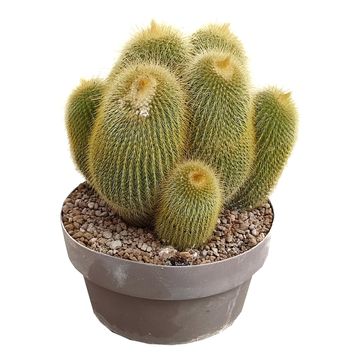 Notocactus leninghausii