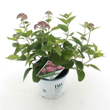 Hydrangea arborescens RUBY ANNABELLE