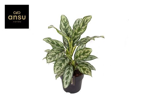 Aglaonema 'Laurel Green'