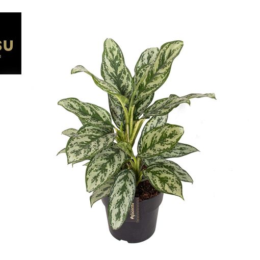 Aglaonema 'Laurel Green'