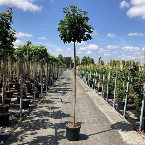 Acer platanoides 'Globosum'