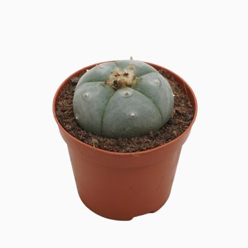 Lophophora williamsii