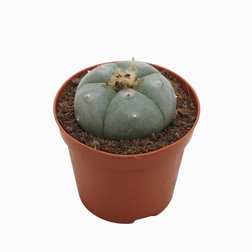 Lophophora williamsii