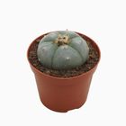 Lophophora williamsii