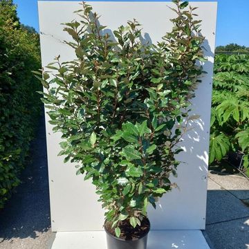 Elaeagnus x ebbingei