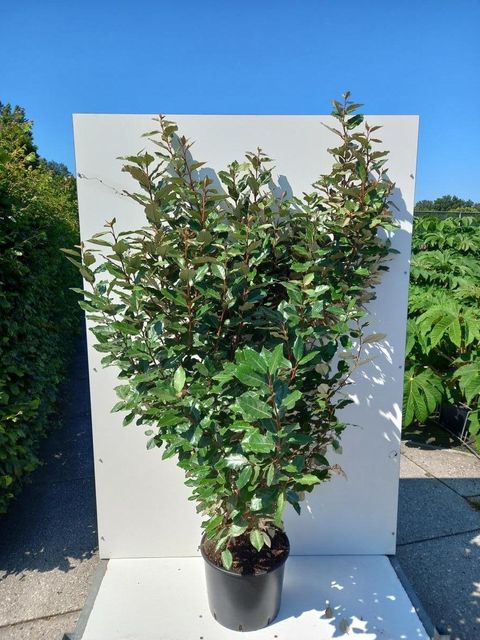 Elaeagnus x ebbingei
