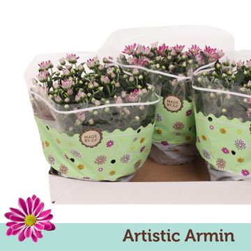 Chrysanthemum ARTISTIC ARMIN