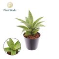 Sansevieria 'Lotus'