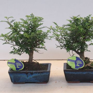 Zanthoxylum piperitum