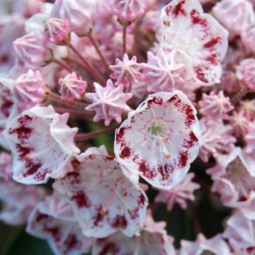 Kalmia latifolia 'Ginkona'