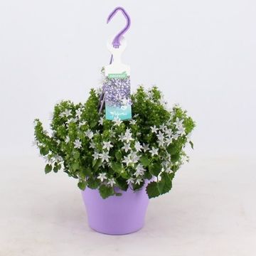 Campanula poscharskyana ADANSA WHITE