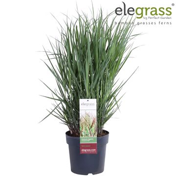 Panicum virgatum 'Cheyenne Sky'