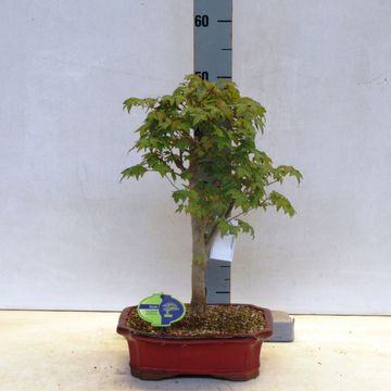 Acer buergerianum