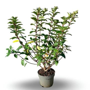 Hydrangea paniculata SUNDAE FRAISE