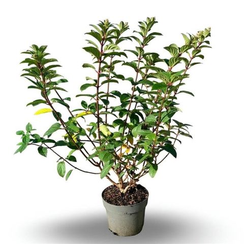Hydrangea paniculata SUNDAE FRAISE