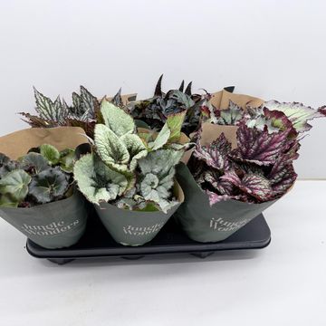 Begonia JUNGLE WONDERS MIX