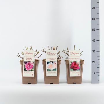 Rosa FRAGRANT ROSES MIX