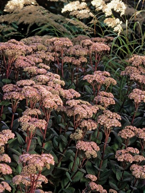 Sedum 'Matrona'