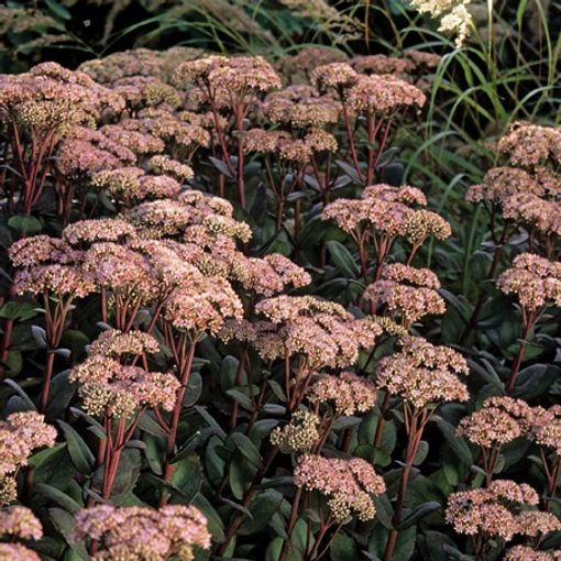 Sedum 'Matrona'