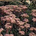 Sedum 'Matrona'